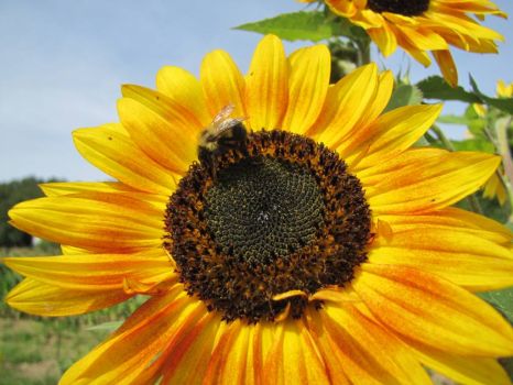 Yellow SunFlower with BumbleBee