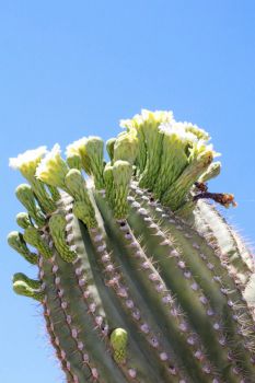 Saguaro cactus in bloom