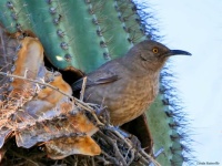 Bird living in a cactus