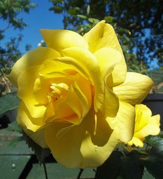 June light disloses....... a yellow Rose in Devon
