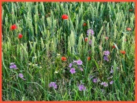 Flowers among the grain.