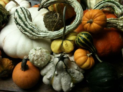 squash and gourds