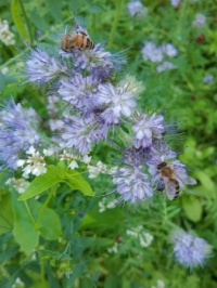Bienen an Phaselis