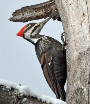 Success at last: The Pileated Woodpecker