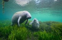 Manatee and calf - fighting extinction