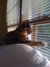 Maxie at Sunset