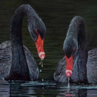 Black Swans #3