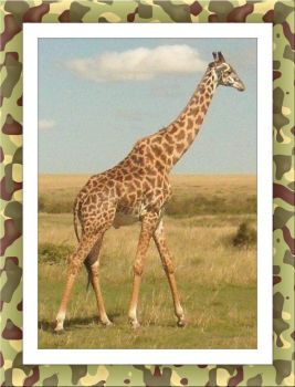 Žirafa - safari v Keni...   Giraffe - safari in Kenya ...