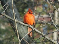 A Male Cardinal in Central Park,  New York City,  NY