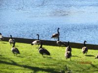 Family of Canada Geese in New Hampshire
