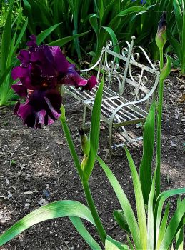 First Burgundy Iris Springtime 2021 20210421_143142