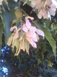 maple flowers