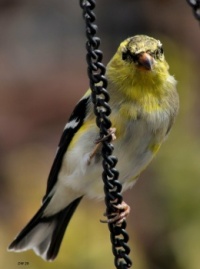 Goldfinch