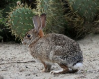 Cottontail Rabbit, Robb Field, Ocean Beach (San Diego), California