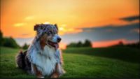 Aussie at Sunset, small