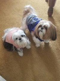 Candy & Cooper sporting their new sweaters