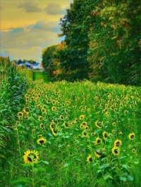 Sunflowers in Flanders