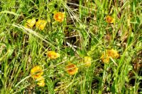 Yellow Wildflower