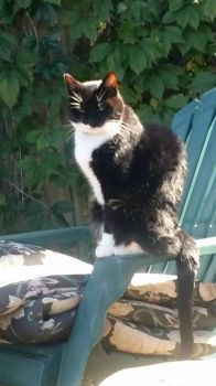 Dottie soaking up the sun