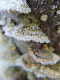 Mushrooms in ice