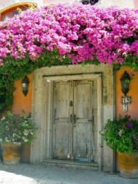 Old White Doors and a Little Bit of Bougainvillea...