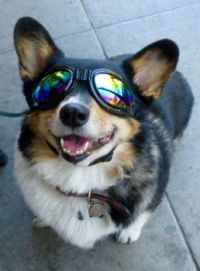 Cute Corgi with Sunglasses