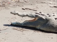 Krokodil Costa Rica