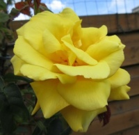 My Yellow Rose is blooming again.