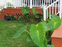 New railings and colocasia