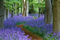 Path through Bluebell Wood, England (Mar17P21)