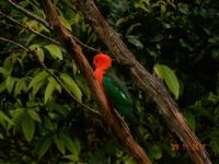 Australian king Parrot