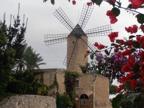 windmill with bouganvillea