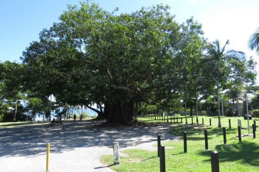 Moreton Bay Fig Tree in Port Douglas.