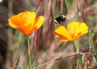 Yellow-faced Bumblebee and California Poppies, Buena Vista Park, Vista, California