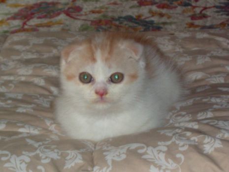 New kitten named Fife 