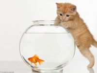 Fish + Kitten = Trouble