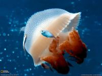 Mosiac Jellyfish