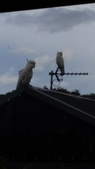 2 regular visitors