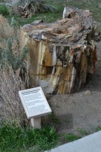 Petrified Wood