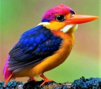 BEAUTIFUL BIRD