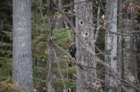 The Bird