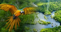 AmazonRainforest Birds