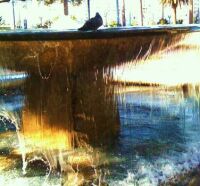 BIG bird bath or nice public fountain - depending on your species