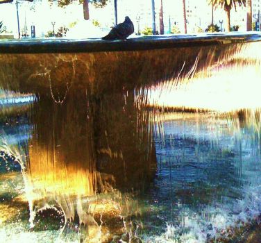 BIG bird bath or nice public fountain - depending on your species