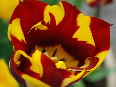 Tulip Abstraction