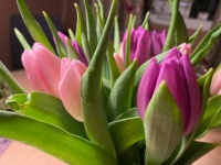 Tulips 🌷💐🌿