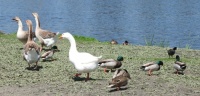 Domestic Geese and Friends, Lake Guajome, Oceanside, California