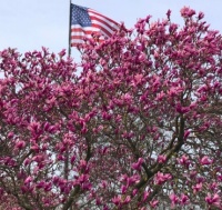 Pink Magnolia, Tower Grove Park, St. Louis, MO