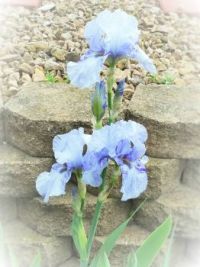 2017 Iris Garden