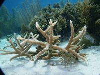 Staghorn Coral